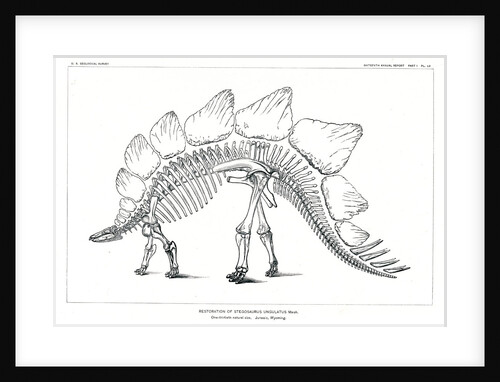'Stegosaurus ungulatus' by unknown